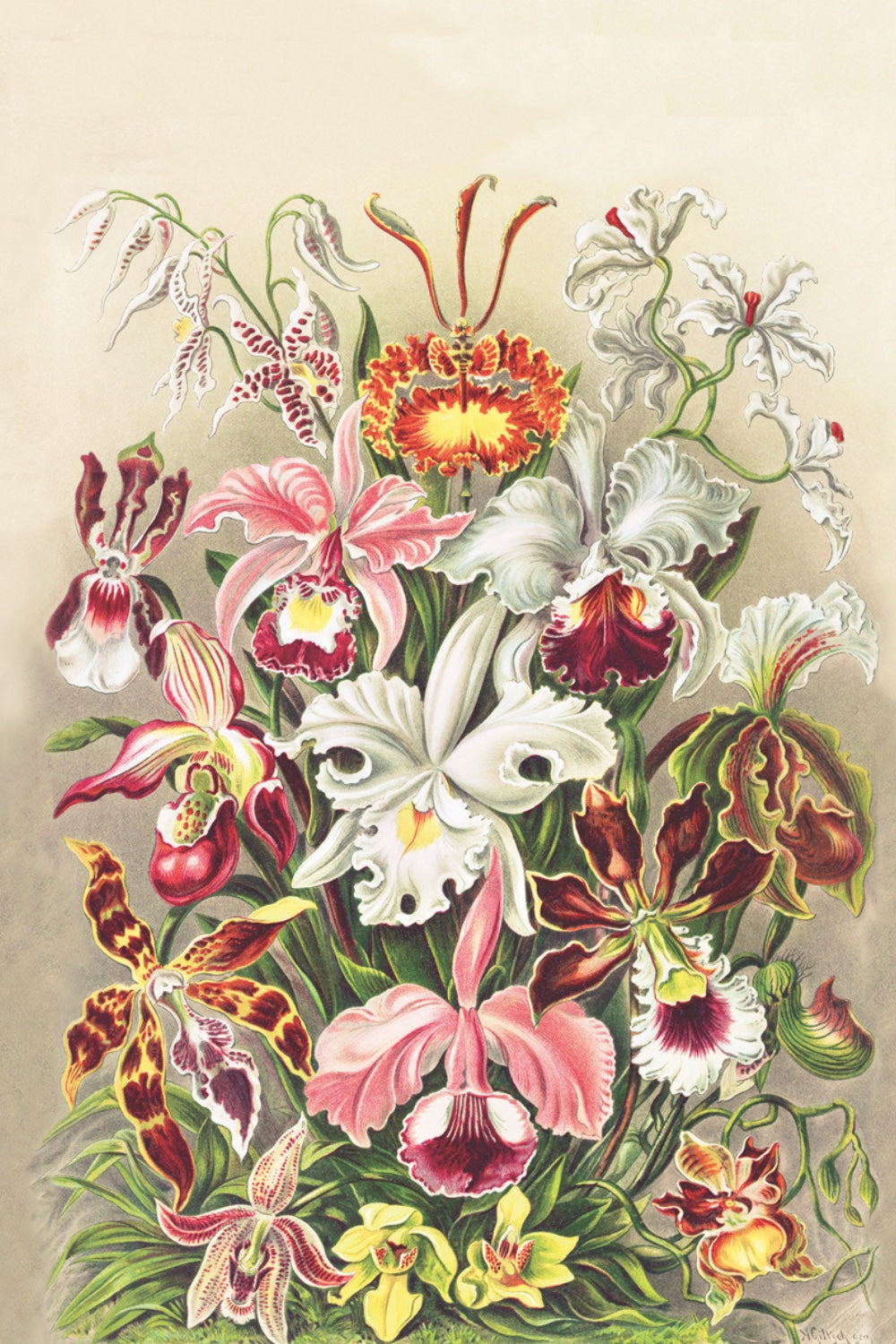 Haeckel | Orchidae