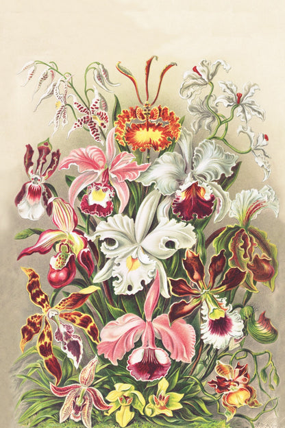 Haeckel | Orchidae